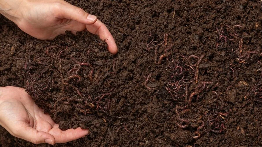 Person tending to compost bin in backyard garden with soil and organic materials