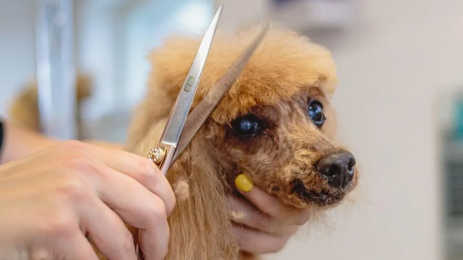 Person trimming cat's nails during a grooming session at home