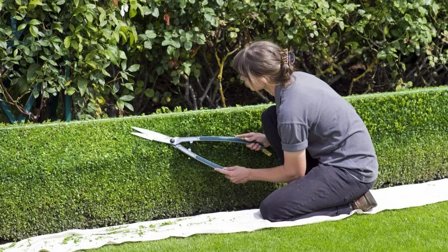 Person trimming hedge in residential garden during spring maintenance