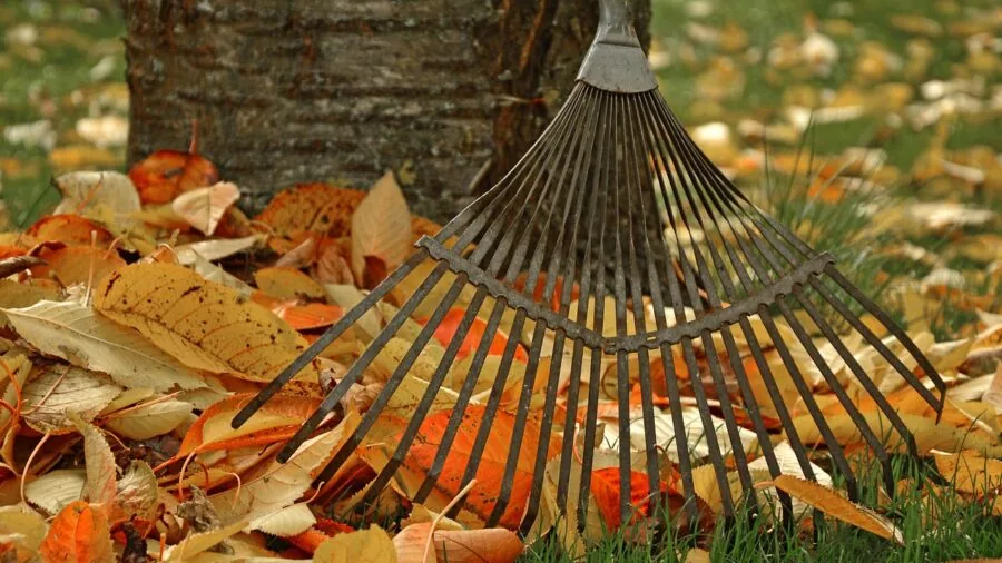 Person using a rake to work soil in a garden bed during outdoor gardening