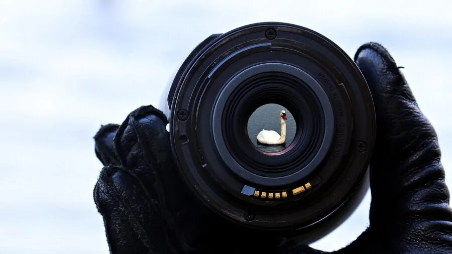 Person using binoculars to observe wildlife in a natural outdoor setting