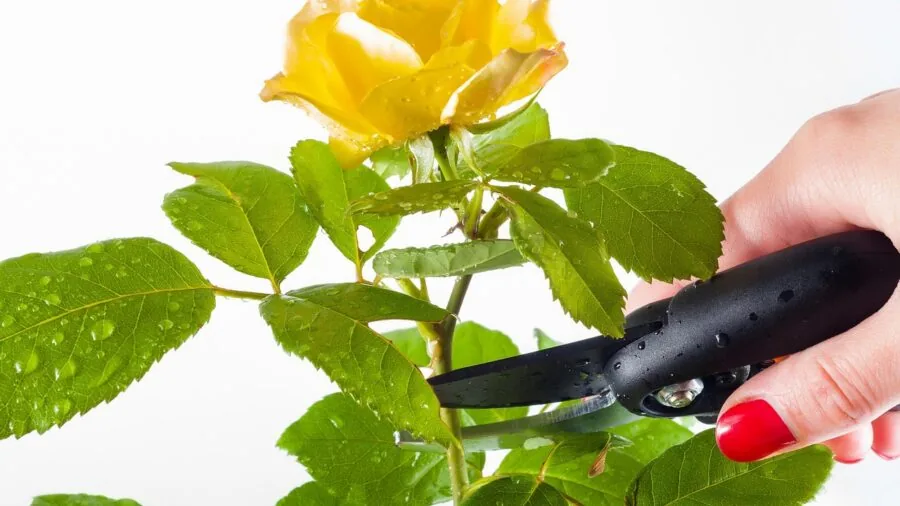 Person using pruning shears to trim green plant branches in natural garden setting