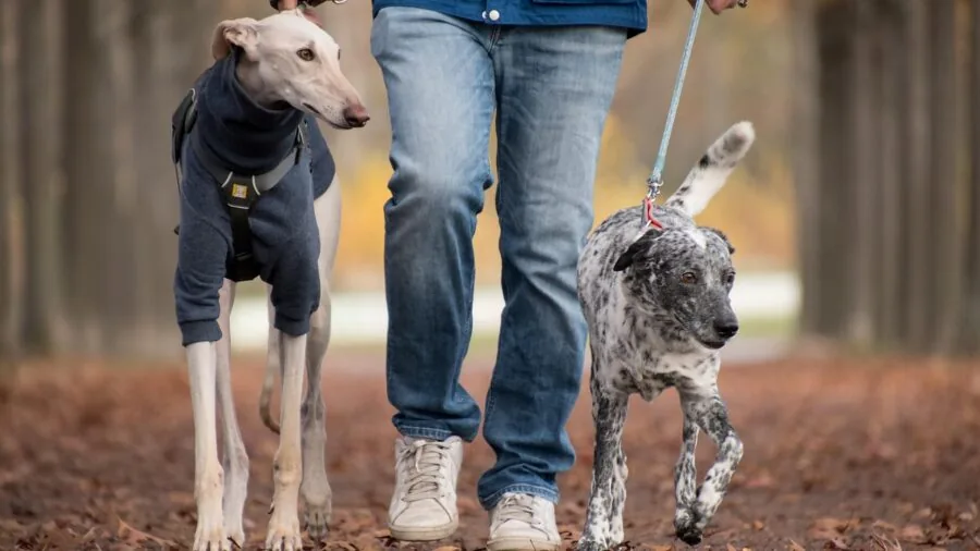 Person walking dog on leash in natural outdoor setting during daytime