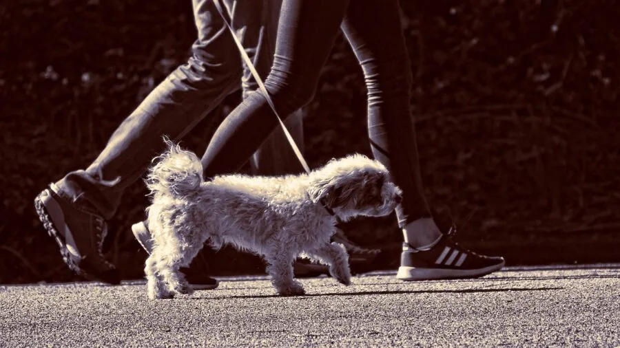 Person walking dog on leash in outdoor park setting