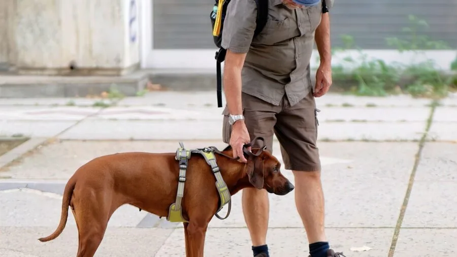 Person walking their dog on a sunny path through a park or neighborhood street