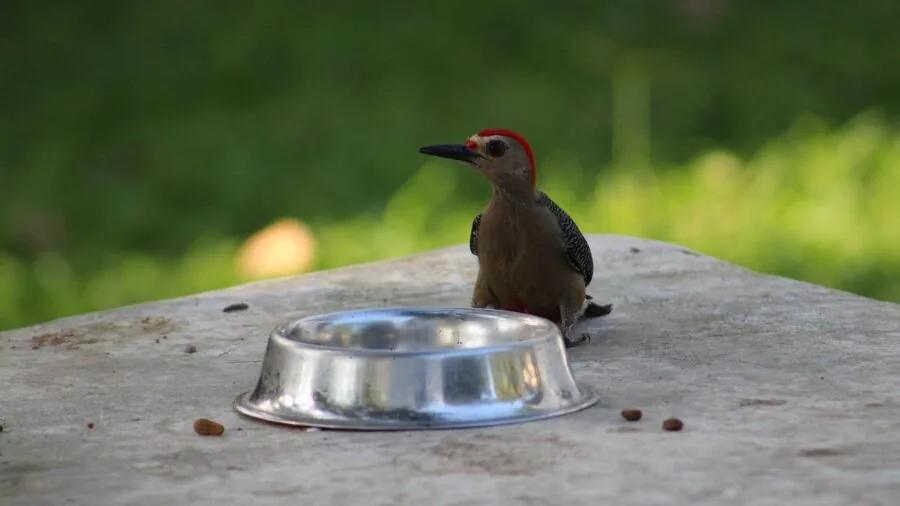Person washing a bird feeding bowl with water and brush in outdoor garden setting