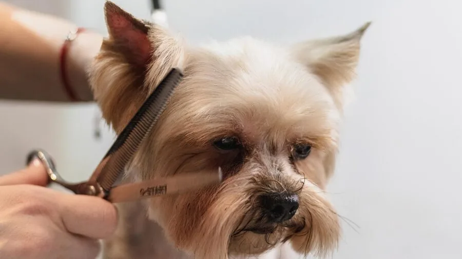 Person washing dog with shampoo during home grooming bath session