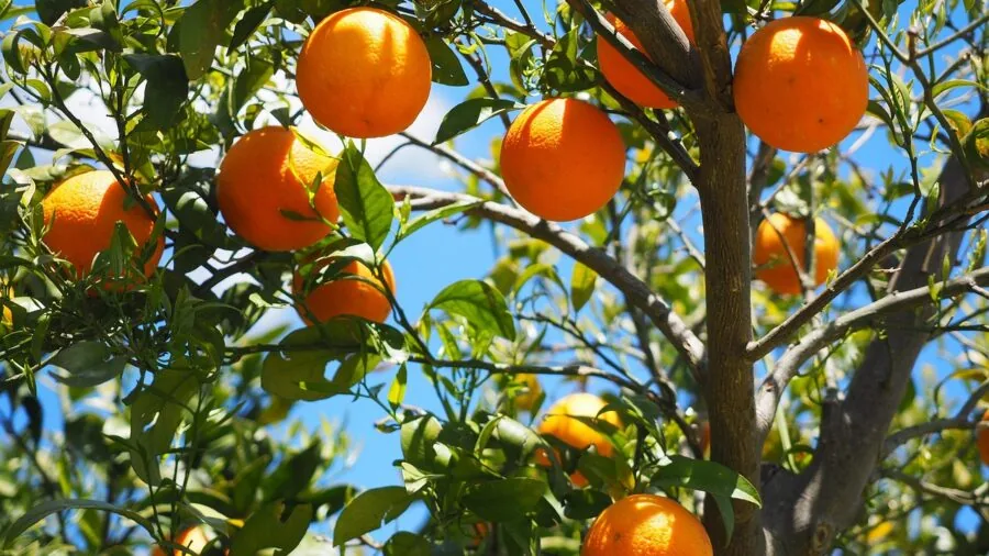 Person washing hands with fresh citrus aroma, natural lifestyle scene with bright lighting