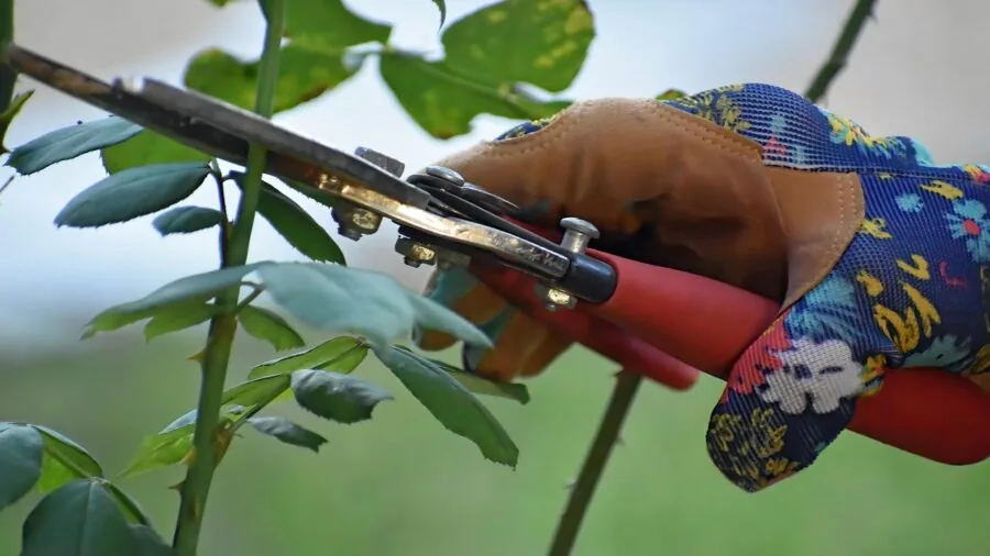 Person wearing gloves holding pruning shears while trimming garden plants in morning light