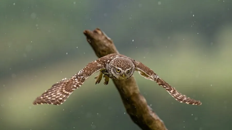 Person wearing waterproof jacket in rainy forest conditions during outdoor hunting expedition