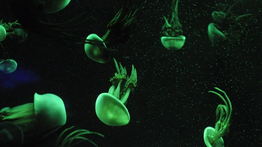 Person's hands carefully cleaning aquarium ornament under water in home aquarium setup
