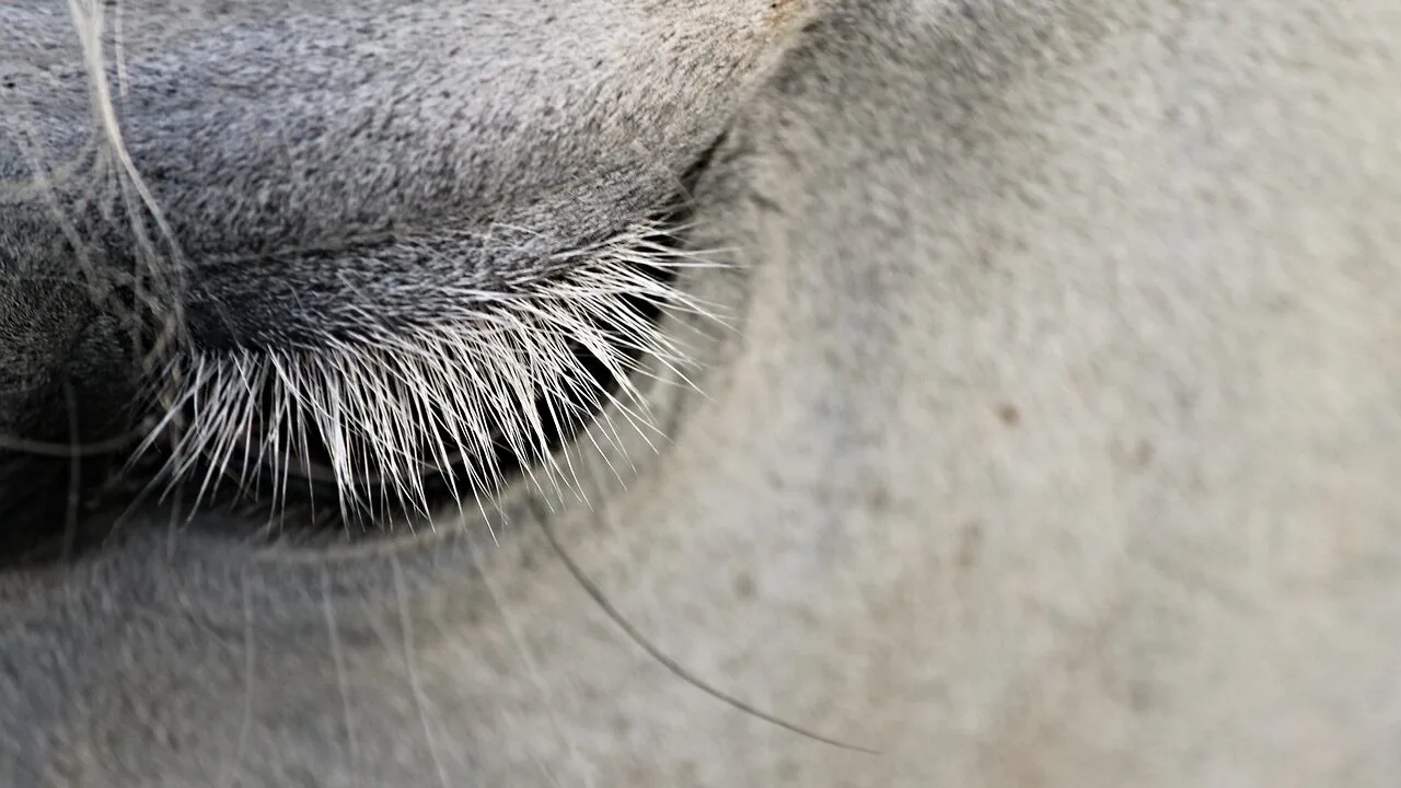 Pet Hair Removers for Every Surface and Pet