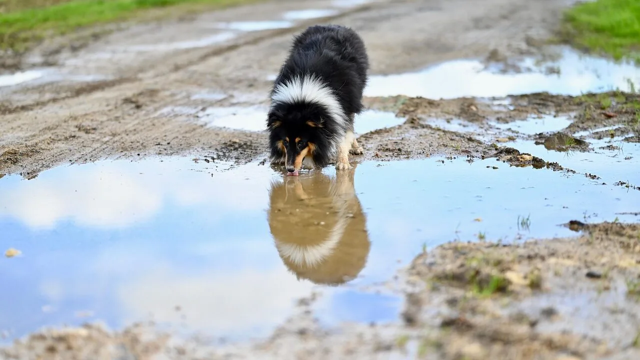 Pet Travel Water Bottles Worth Buying for Every Dog and Trip
