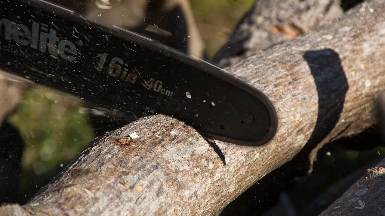 Pole Saws Worth Buying for Every Yard and Budget