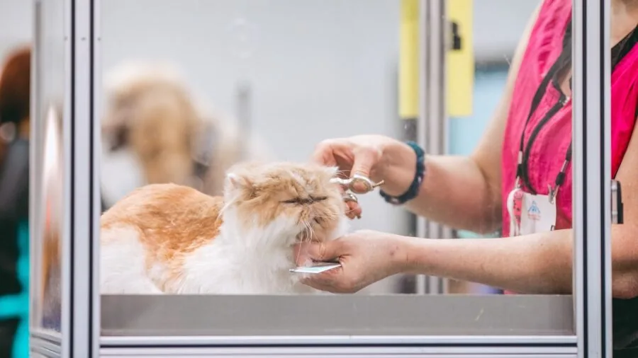 Professional pet groomer adjusting grooming table height while preparing for dog grooming session