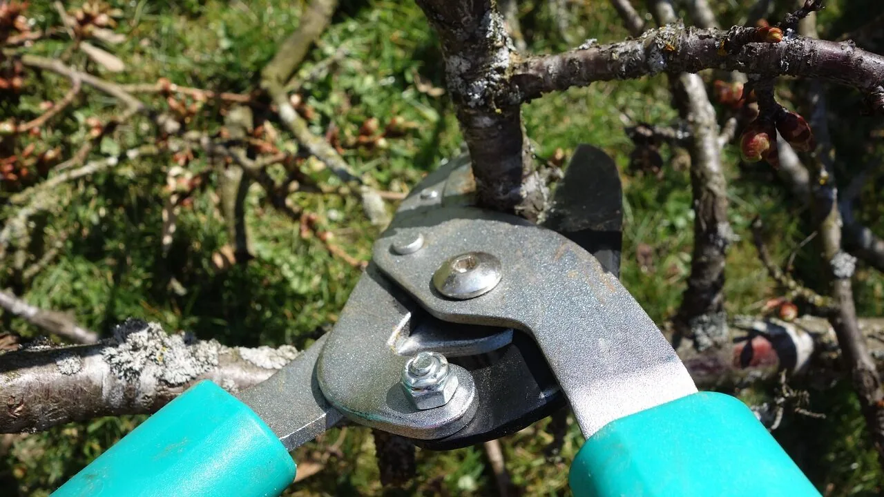Pruning shears cutting green plant branches in garden setting with natural light