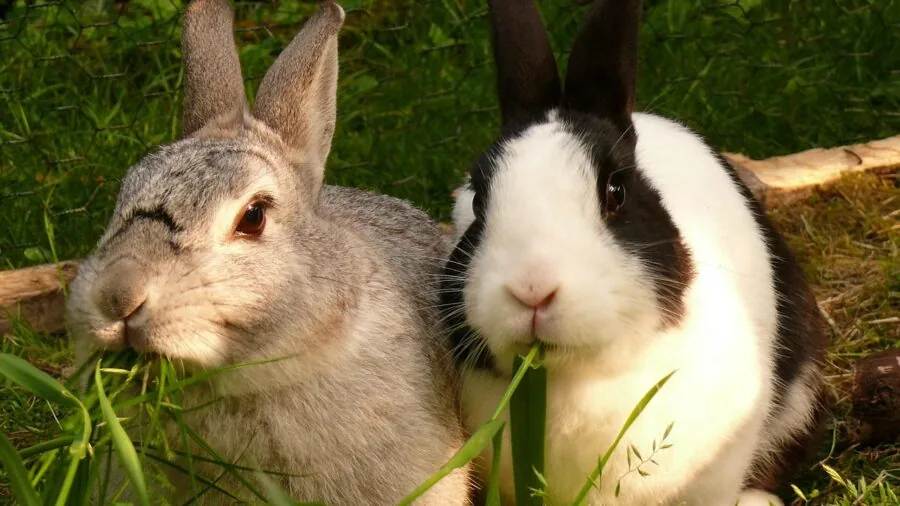 Rabbit comfortably positioned inside a large hutch with ample space to move around