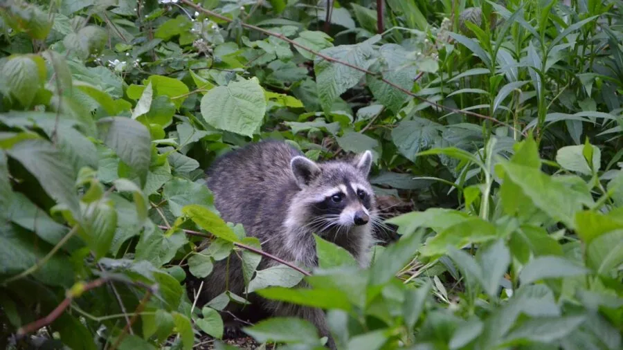 Raccoon in natural forest setting exploring ground at dusk, demonstrating typical foraging behavior