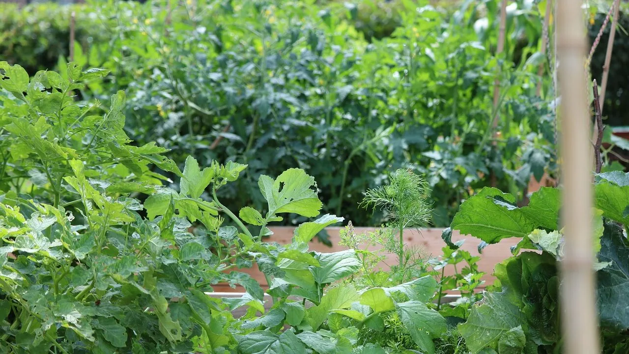 The Best Raised Garden Beds for Every Yard and Budget