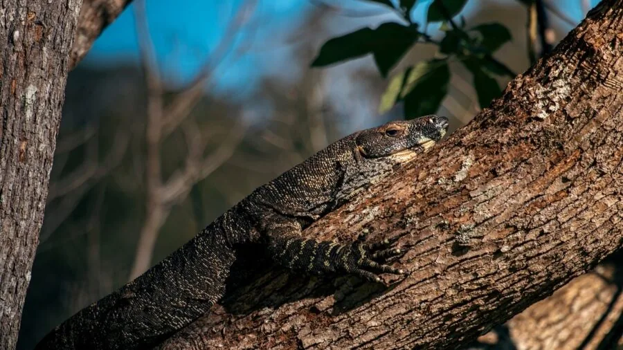 Reptile basking in natural sunlight on textured surface, demonstrating heat absorption and retention