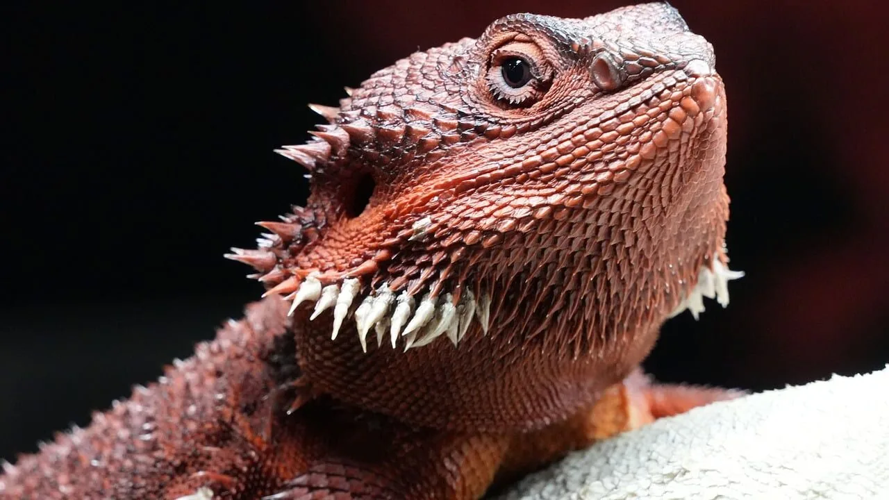 Reptile Basking Platforms Worth Buying for Every Species