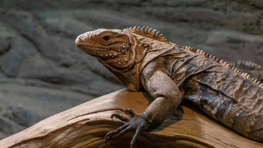 Reptile enclosure with balanced water dish placement among natural terrain and vegetation