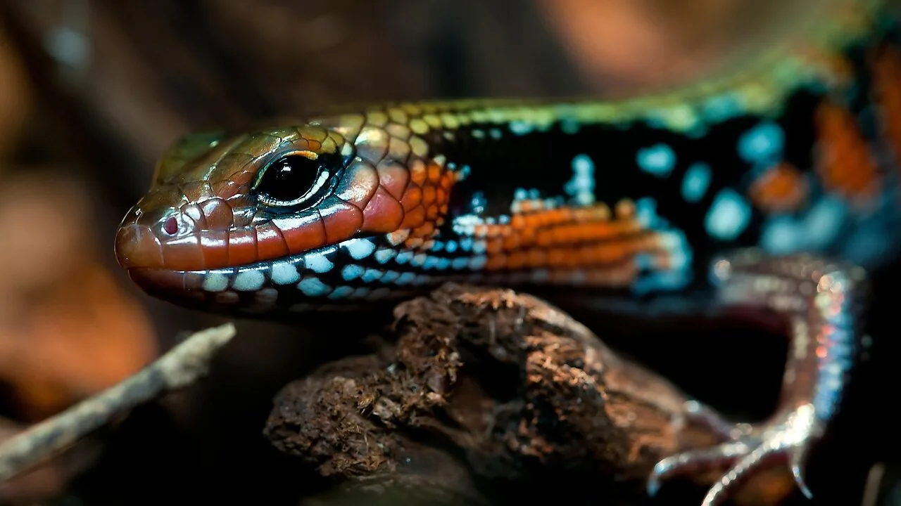 Reptile Foggers Worth Buying for Every Enclosure