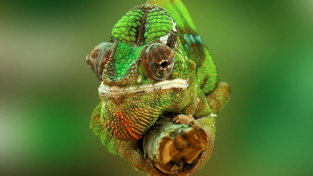 The Best Reptile Heating Pads for Every Tank and Species