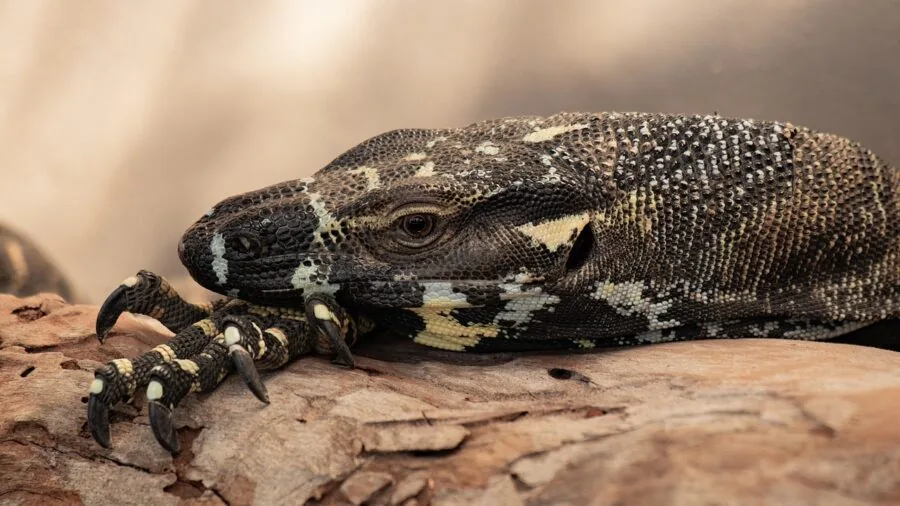Reptile in natural basking environment with proper platform sizing and heat lamp setup