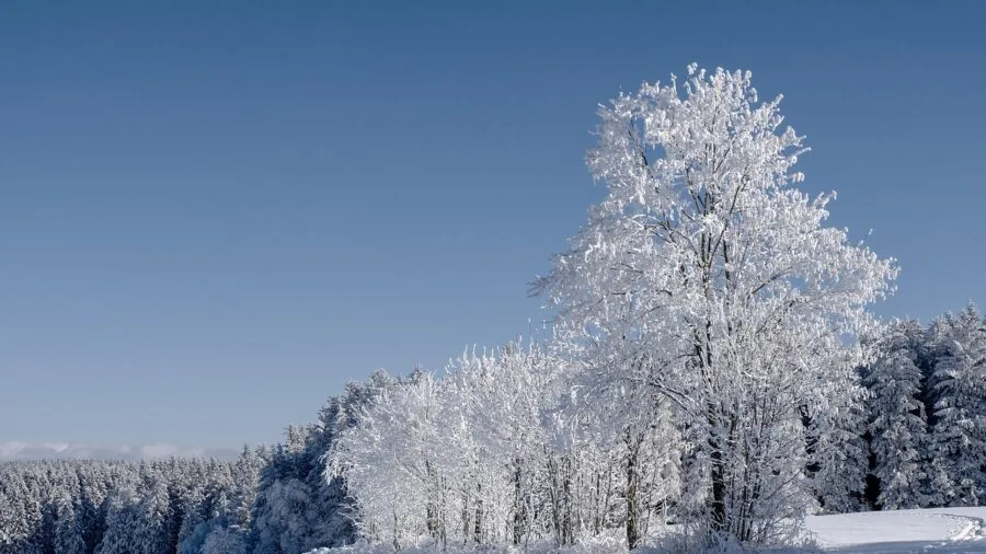 Runner exercising in snowy forest landscape during winter outdoor activity