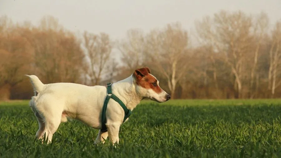 Senior dog running and playing outdoors to maintain muscle strength and mobility