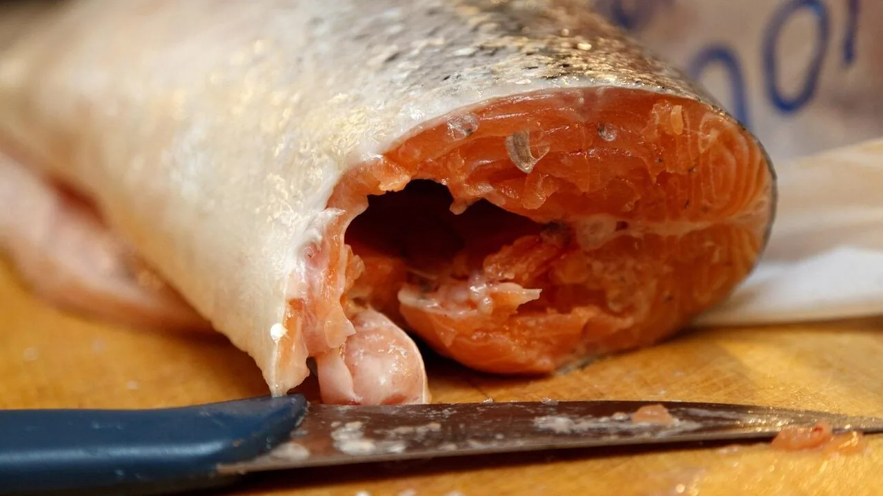 The Best Fillet Knives for Every Angler and Kitchen