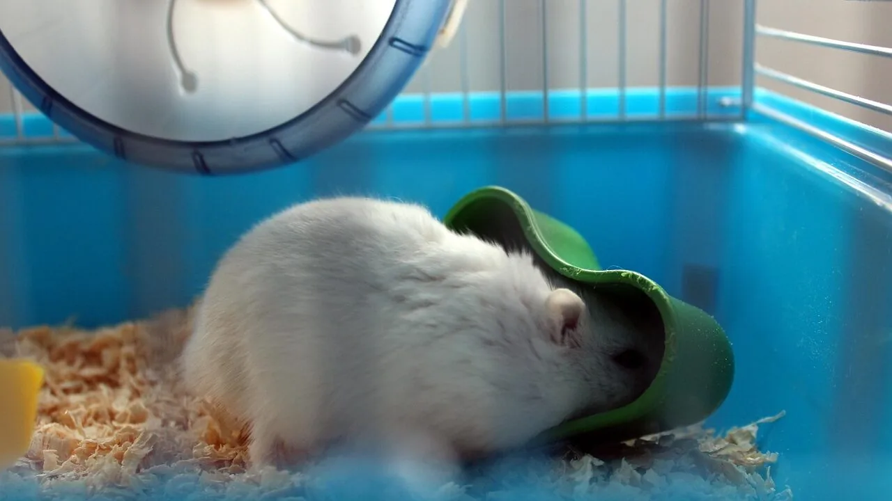 The Best Small Animal Hideouts for Every Pet and Cage Setup