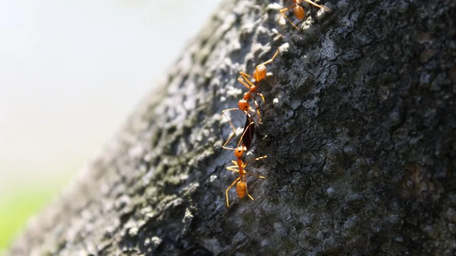Small animals interacting peacefully in a shared living space, demonstrating social enrichment and habitat dynamics