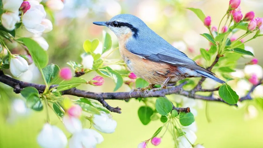 Small bird gripping a wooden branch with its feet, demonstrating proper perch sizing and grip comfort