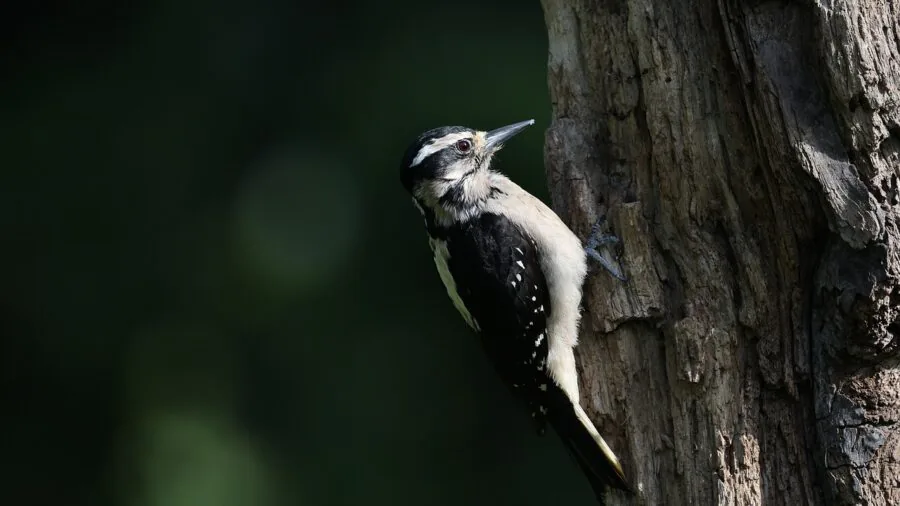 Small colorful bird gripping wooden branch with natural climbing behavior in sunlight