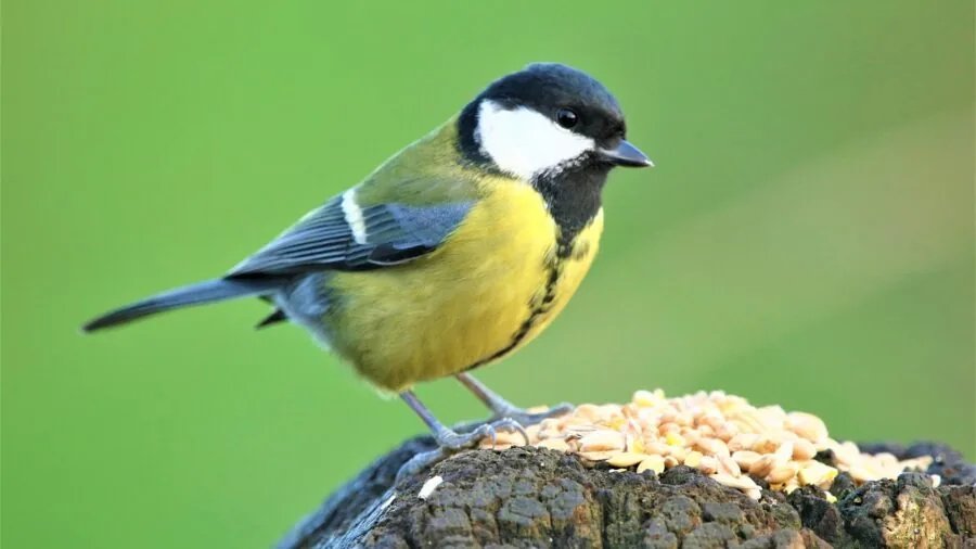 Small colorful songbirds gathered at a backyard bird feeder during daytime