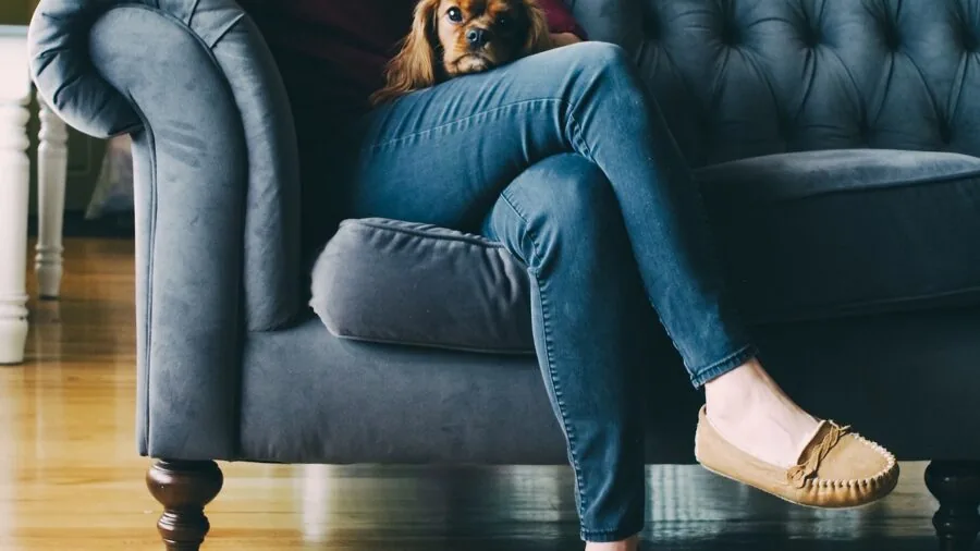 Small dog ascending wooden stairs in home interior, showing pet mobility and home accessibility