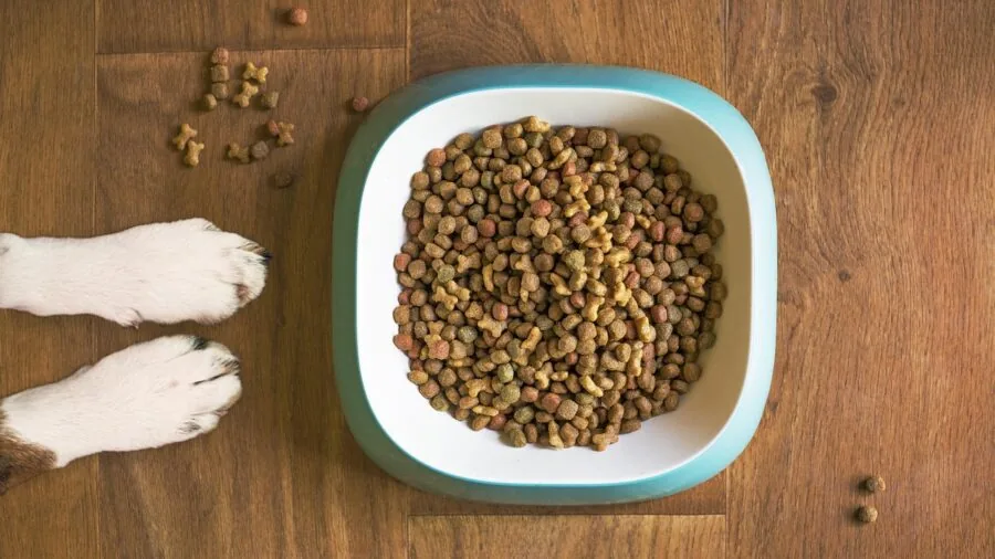 Small dog enjoying dry food from bowl during mealtime indoors