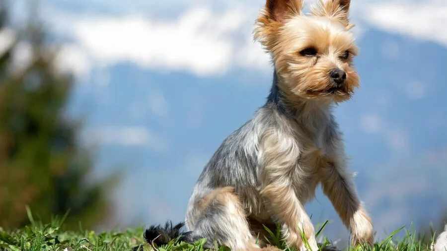 Small dog secured in car seat during vehicle travel