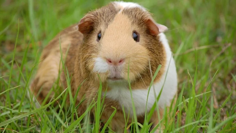 Small furry pets exploring grass together in natural outdoor setting