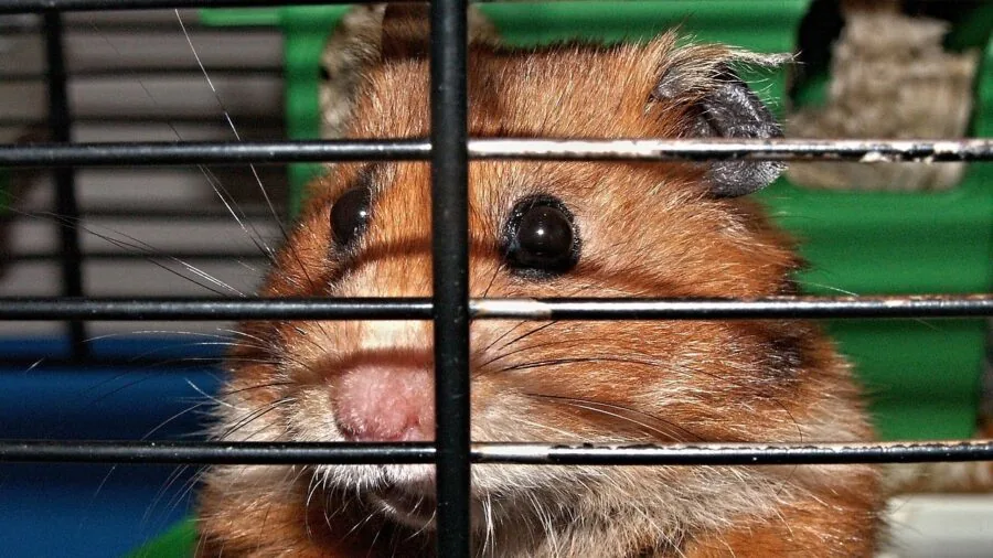 Small hamster displaying stressed behavior in confined space, showing pacing and anxiety