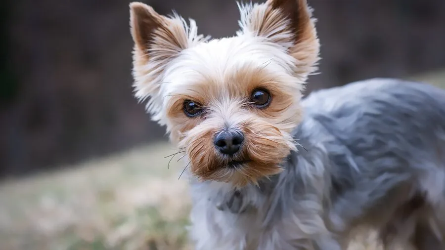 Small pet enjoying playtime with affordable chew toy in natural home setting