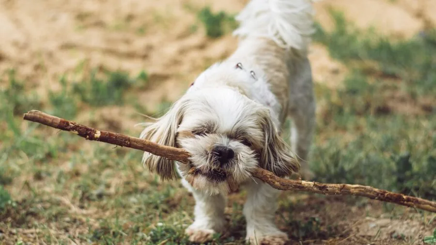 Small puppy playing in a portable outdoor dog pen during daytime supervision