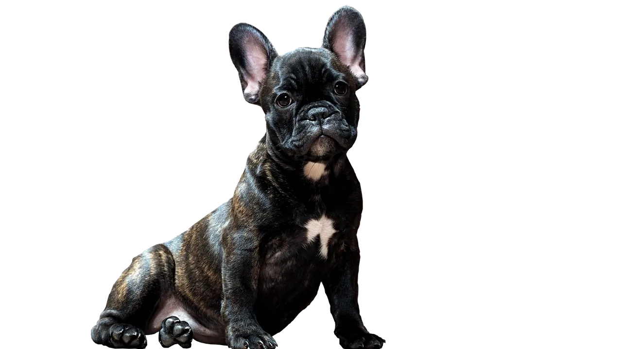 Smart Pet Feeders Worth Buying for Every Home and Pet
