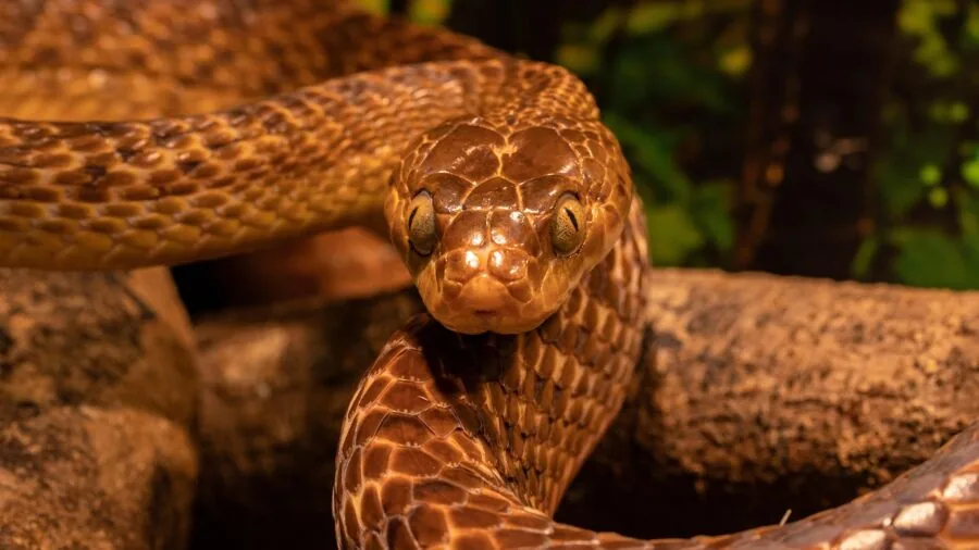 Snake curled up in a snug natural hiding spot, demonstrating proper reptile shelter sizing