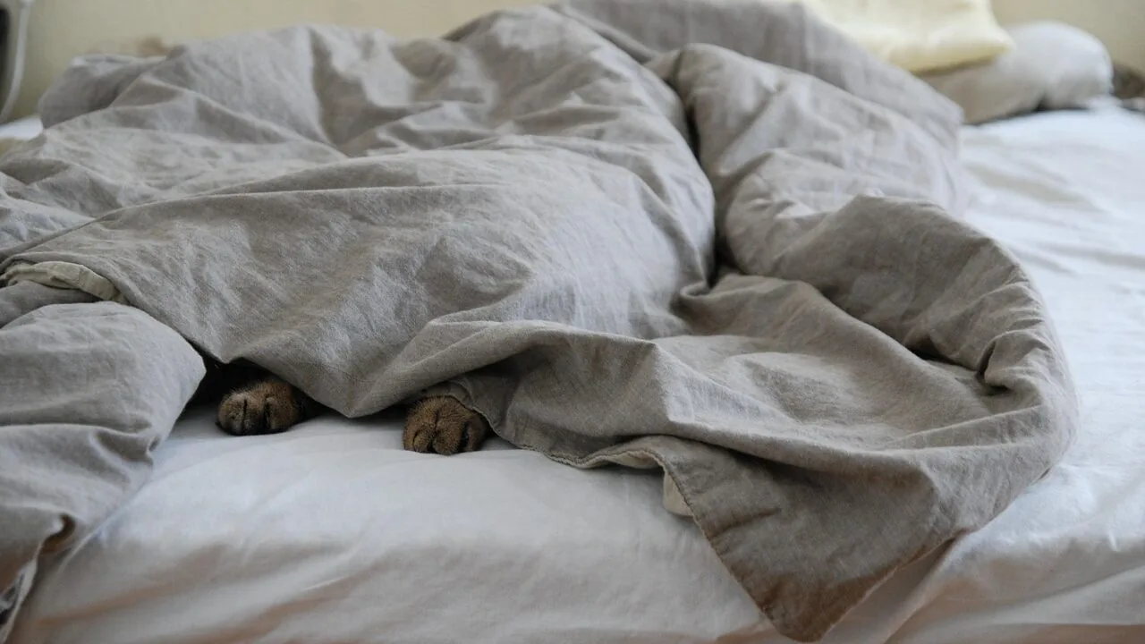 Soft comforter layered on bed with natural light
