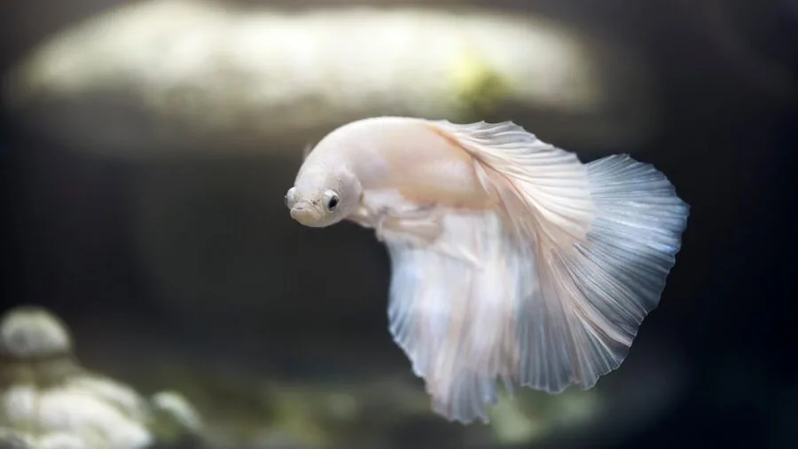 Someone assembling and setting up a new aquarium kit with equipment and supplies on a table