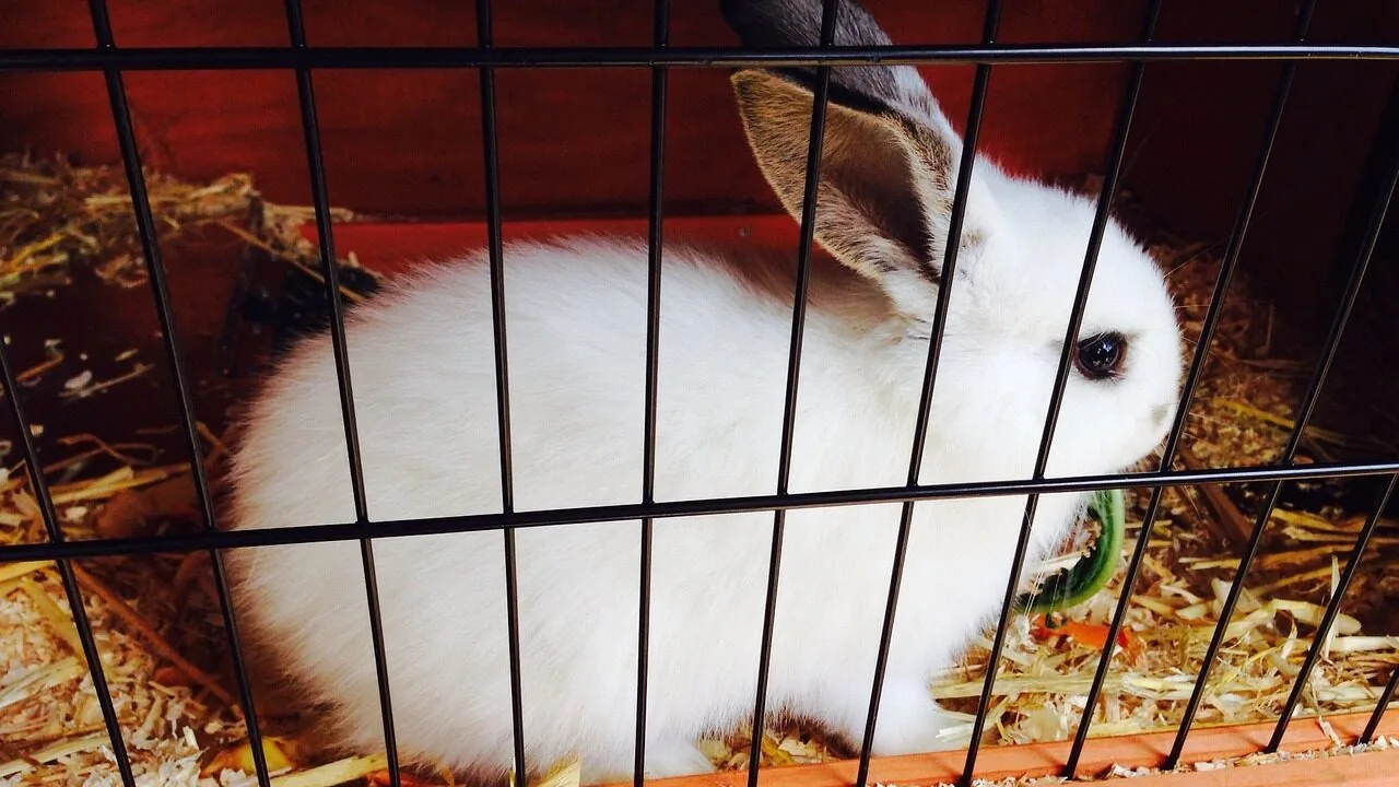 The Best Rabbit Cages for Every Home and Hutch Setup