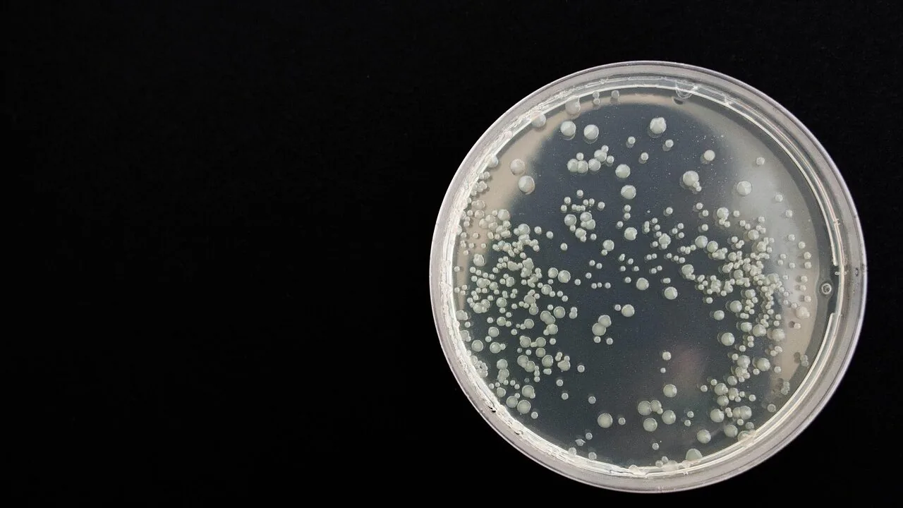 The Best Petri Dishes for Every Lab and Science Project